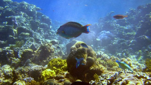 Fish swim near a coral reef.