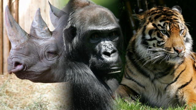 side-by-side photos of a rhino, gorilla and tiger.