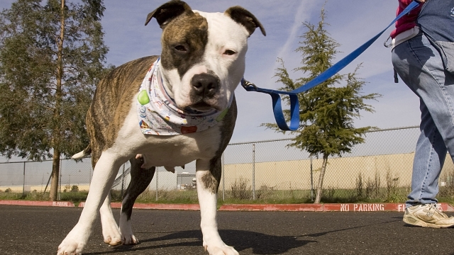 Akuti, a 1-year-old American Staffordshire Terrier, goes for a walk with a volunteer.
