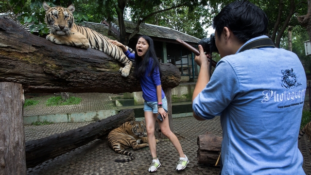 A Chinese tourist screams in fear as a tiger's swishing tail brushes against her back at Tiger Kingdom.