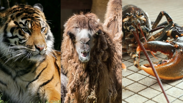 A tiger, a camel and a lobster - all species at risk from climate change.