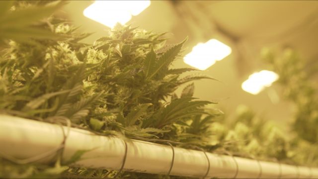 A marijuana growing facility in Denver.