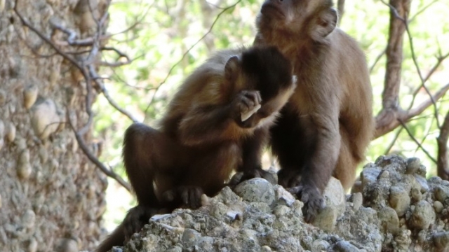 A capuchin monkey using a rock hammer.