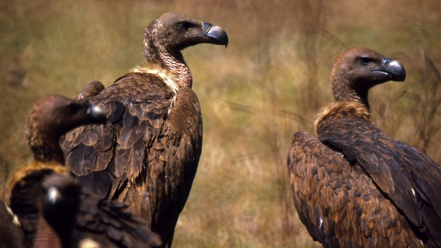 Indian White-backed Vultures (Gyps Bengalensis.) A critically endangered species