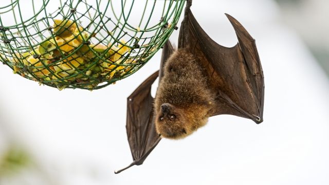 A bat hangs upside down near a net of food