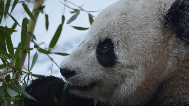 The giant panda, Bao Bao, at the Smithsonian's National Zoo.