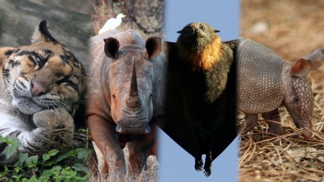 Side-by-side mages of a big cat, rhinoceros, bat and armadillo, some of the animals threatened by hunting and poaching.