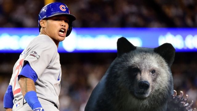 Grizzly bear with paw raised over Chicago Cubs player.