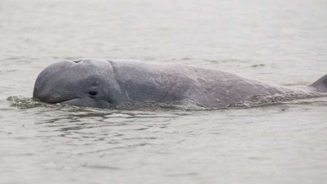 An Irrawadday dolphin