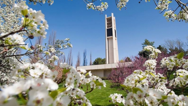 Flowers on a tree frame Centennial Carillon Tower at Brigham Young University's campus