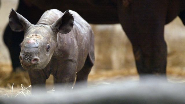 A rhinoceros calf at a zoo.