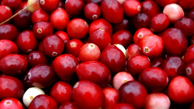 Cranberries are harvested at Weston Cranberry Farm.