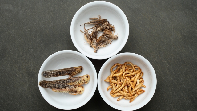 Bowls of mealworms, crickets and grasshoppers.