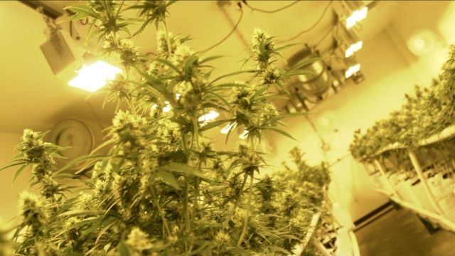 Legal cannabis at a Colorado grow center