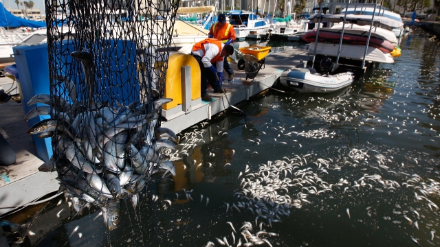 Workers cleaning a fish die-off in California.