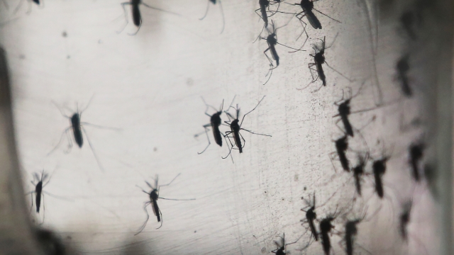 Mosquitos in a lab.