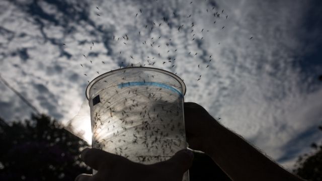 Genetically modified mosquitoes are released