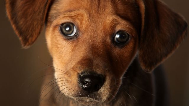 Daschund cross puppy sad eyes