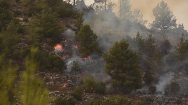 Wildfire burns among trees in Israel