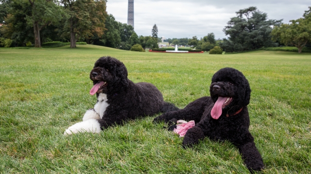 Bo and Sunny, the Obama family dogs