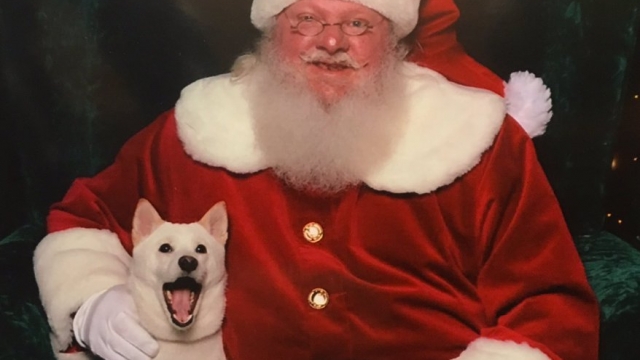 Santa Claus and Kya the dog