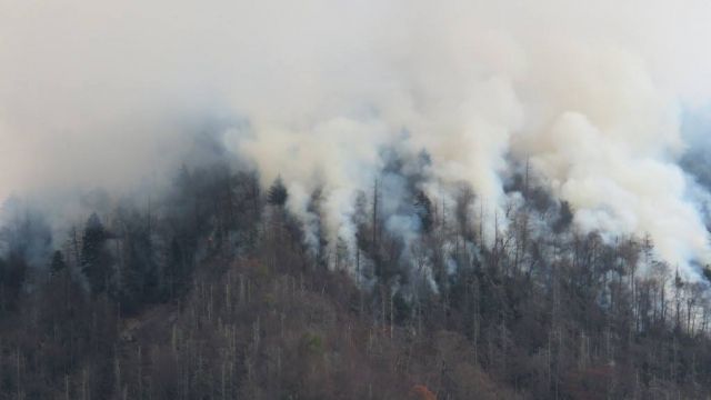 Smoke and trees in a Tennessee wildfire