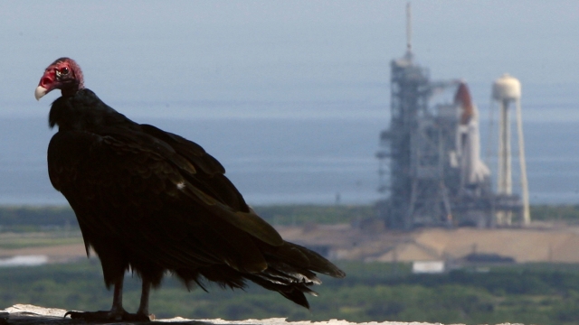 A vulture in front of a space shuttle