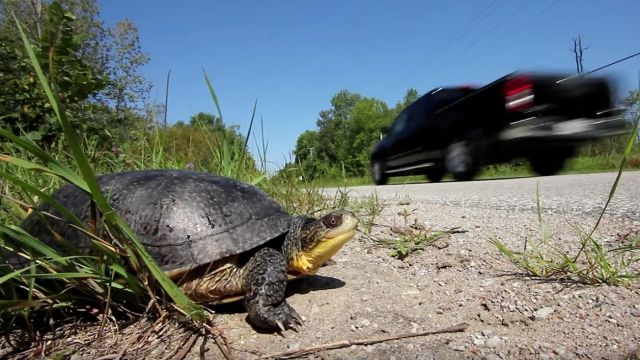 A turtle by a road.