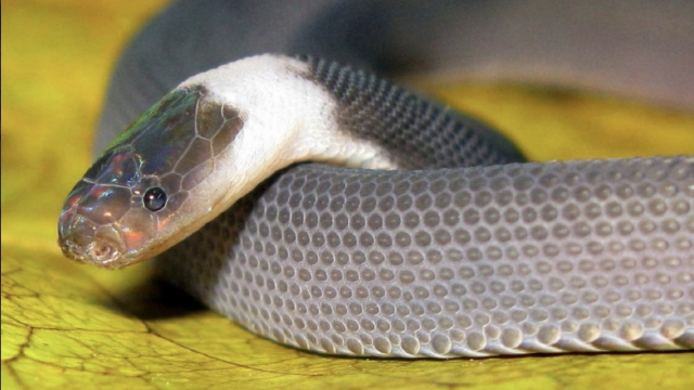 An image of a "Ziggy Stardust" snake.