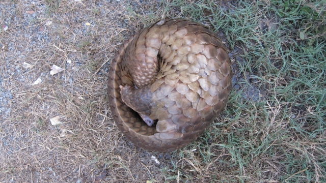 Pangolin curled up