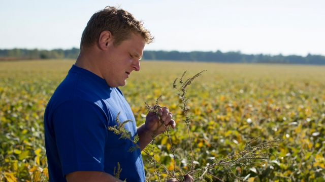 A soybean farmer in a field