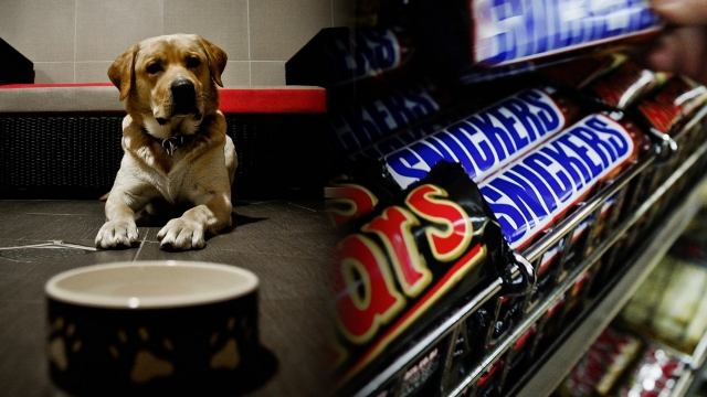 A dog waiting for food and a man grabbing a Snickers bar.