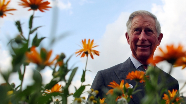 Prince Charles, Prince of Wales, in a garden