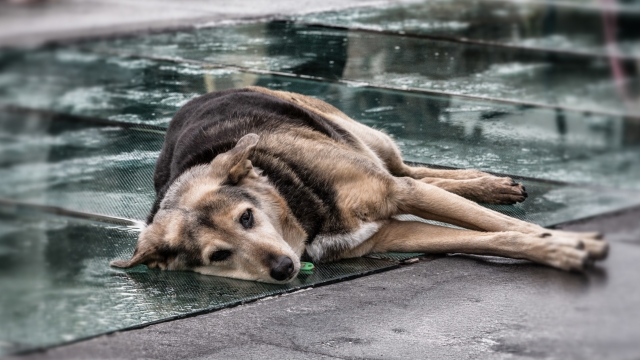 A stray dog sleeps in a main square in the centre of Athens, Greece.
