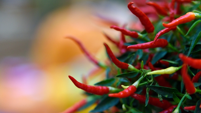 A red chili pepper.