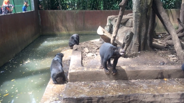 Bears at the Bandung Zoo in Indonesia