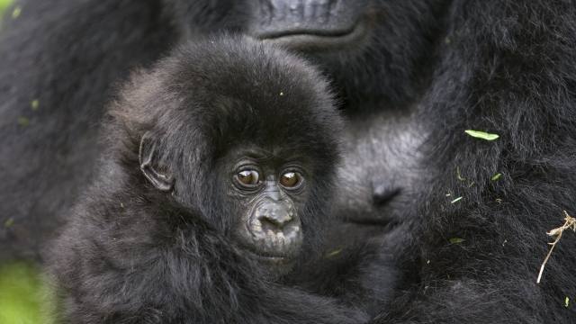 The first sighting of new Mountain Gorilla babies in the family of Kabirizi