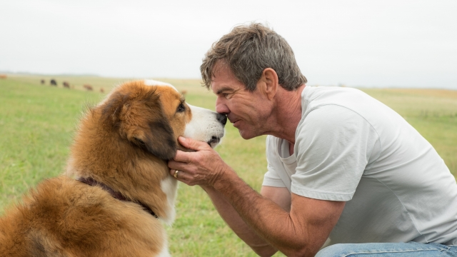 Dog and Dennis Quaid as adult Ethan in "A Dog's Purpose"