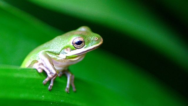 Green frog sits on a leaf