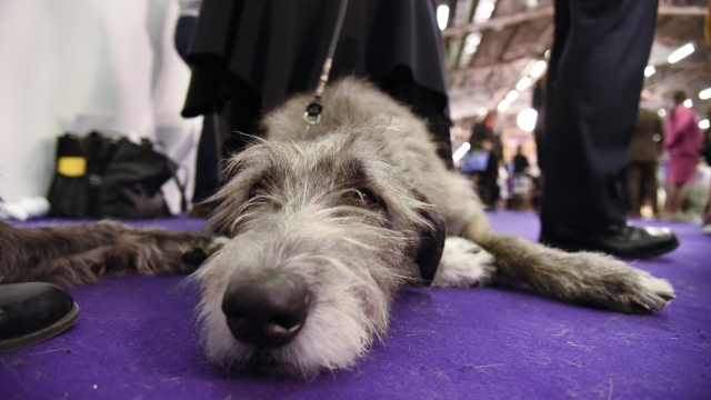 Westminster dog show Irish wolfhound dog in grooming area