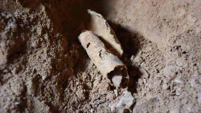 Rolled parchment in possible Dead Sea Scrolls cave