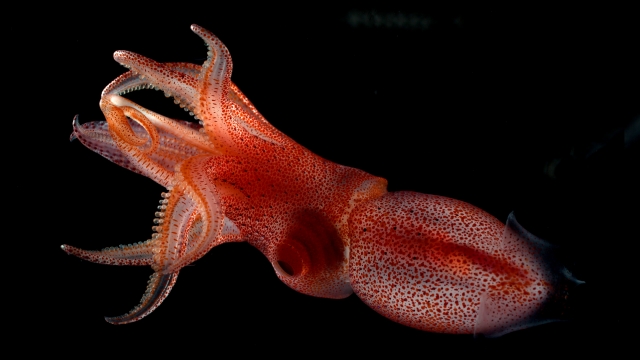 Red cockeyed squid in ocean