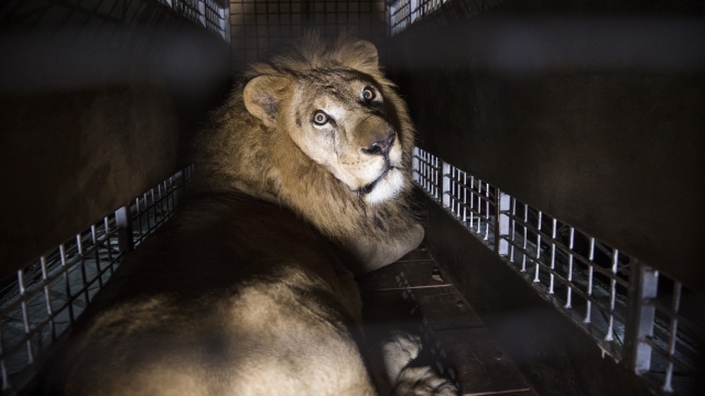Lion in a cage
