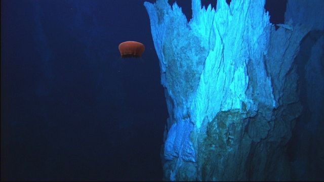 Deep-sea jellyfish