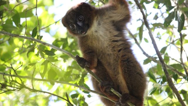 Lemur climbing a tree