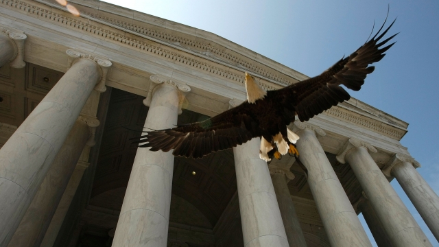A bald eagle is released in Washington, D.C.