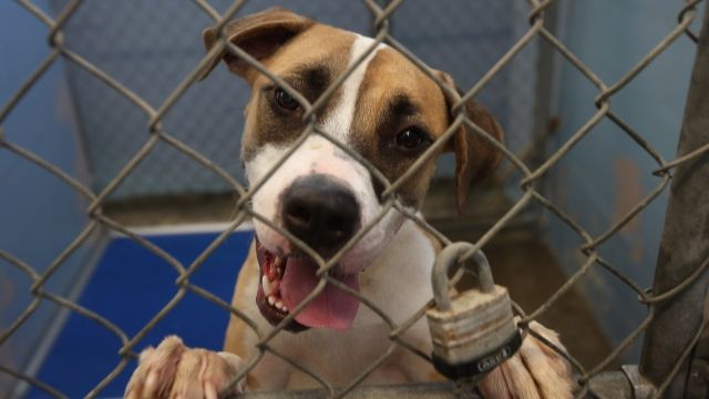 Boxer-great dane dog at animal shelter