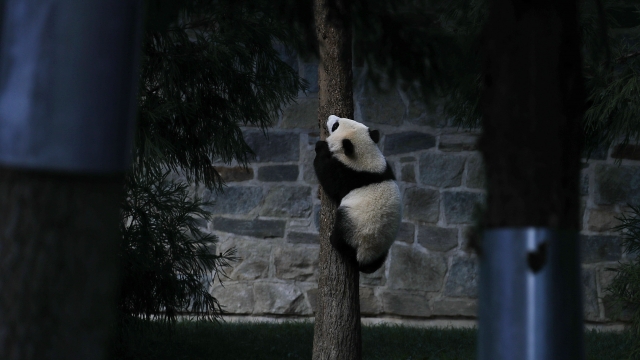 A panda cub