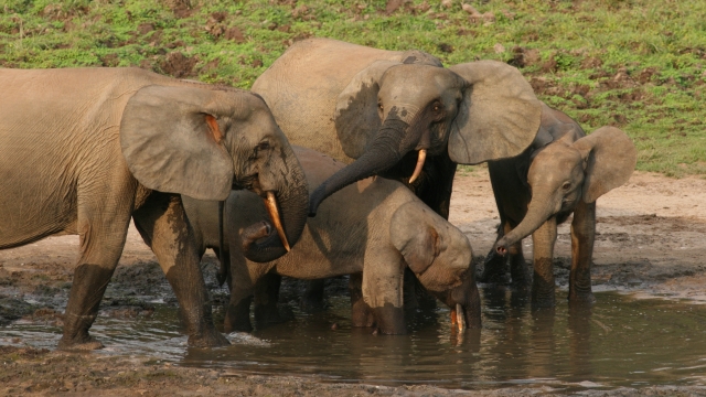 Forest elephants in Africa