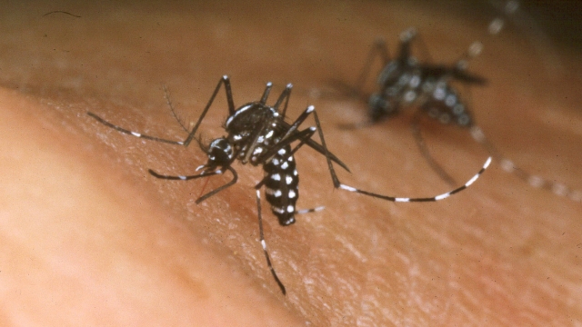 An Asian Tiger mosquito feeds from the blood from a person.